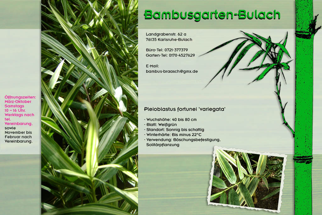 Pleioblastus fortunei variegata im Bambusgarten-Bulach in Karlsruhe ::: Bambus ::: Stefan Braasch, Landgrabenstr. 62, 76135 Karlsruhe Stadteil Bulach ::: Tel. 0170-4527629