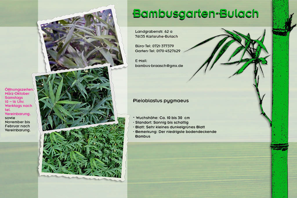 Pleioblastus pygmaeus im Bambusgarten-Bulach in Karlsruhe ::: Bambus ::: Stefan Braasch, Landgrabenstr. 62, 76135 Karlsruhe Stadteil Bulach ::: Tel. 0170-4527629
