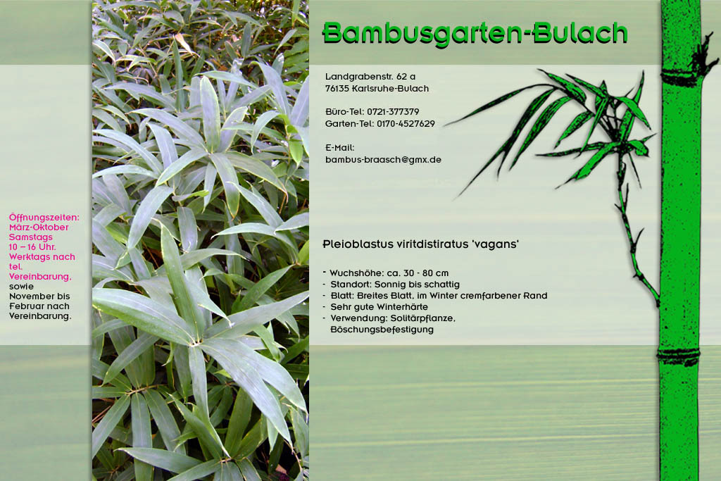 Pleioblastus viritdistiratus vagans im Bambusgarten-Bulach ::: Bambus ::: Stefan Braasch, Landgrabenstr. 62, 76135 Karlsruhe Stadteil Bulach ::: Tel. 0170-4527629