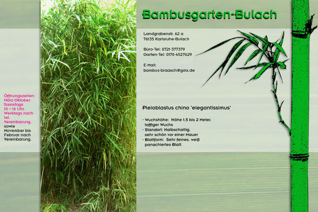 Pleioblastus chino elegantissumus im Bambusgarten-Bulach in Karlsruhe ::: Bambus ::: Stefan Braasch, Landgrabenstr. 62, 76135 Karlsruhe Stadteil Bulach ::: Tel. 0170-4527629
