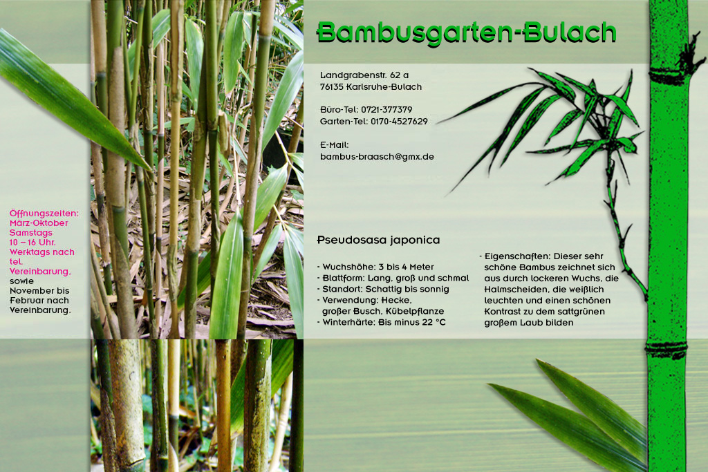 Pseudosasa japonica im Bambusgarten-Bulach in Karlsruhe ::: Bambus ::: Stefan Braasch, Landgrabenstr. 62, 76135 Karlsruhe Stadteil Bulach ::: Tel. 0170-4527629