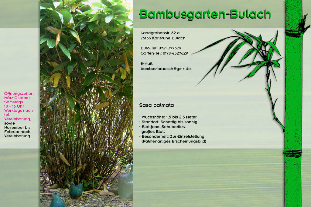 Sasa palmata im Bambusgarten-Bulach in Karlsruhe