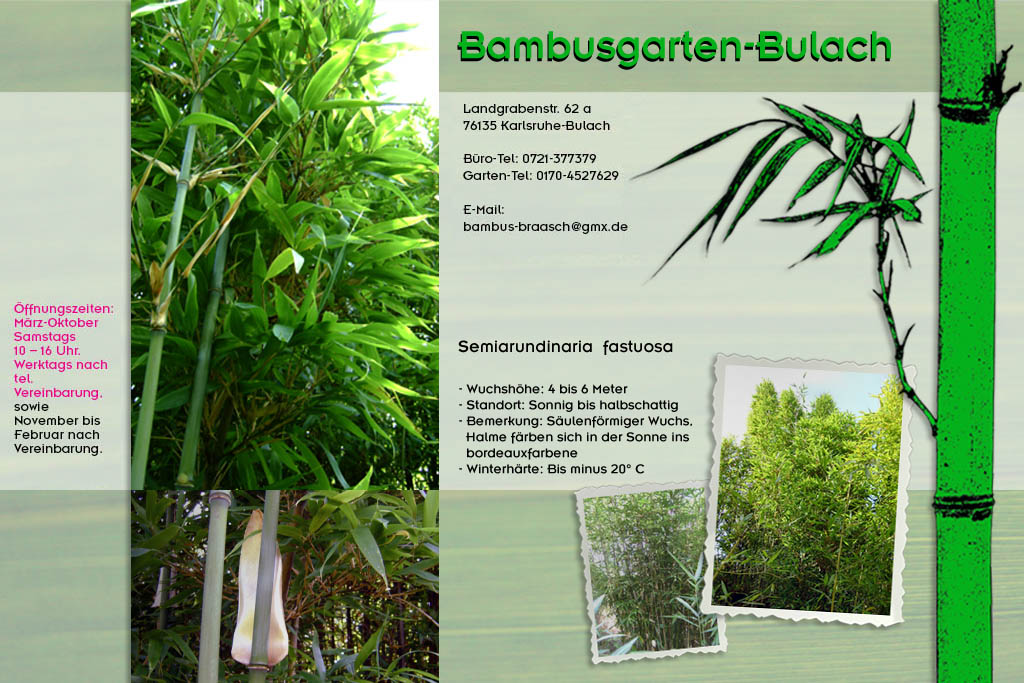 Seminarundindaria_fastuosa im Bambusgarten-Bulach in Karlsruhe::: Bambus ::: Stefan Braasch, Landgrabenstr. 62, 76135 Karlsruhe Stadteil Bulach ::: Tel. 0170-4527629 