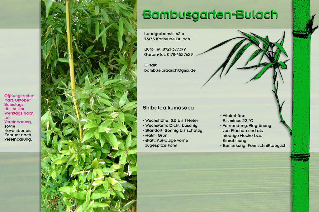 Shibatea kumasaca im Bambusgarten-Bulach in Karlsruhe::: Bambus ::: Stefan Braasch, Landgrabenstr. 62, 76135 Karlsruhe Stadteil Bulach ::: Tel. 0170-4527629 