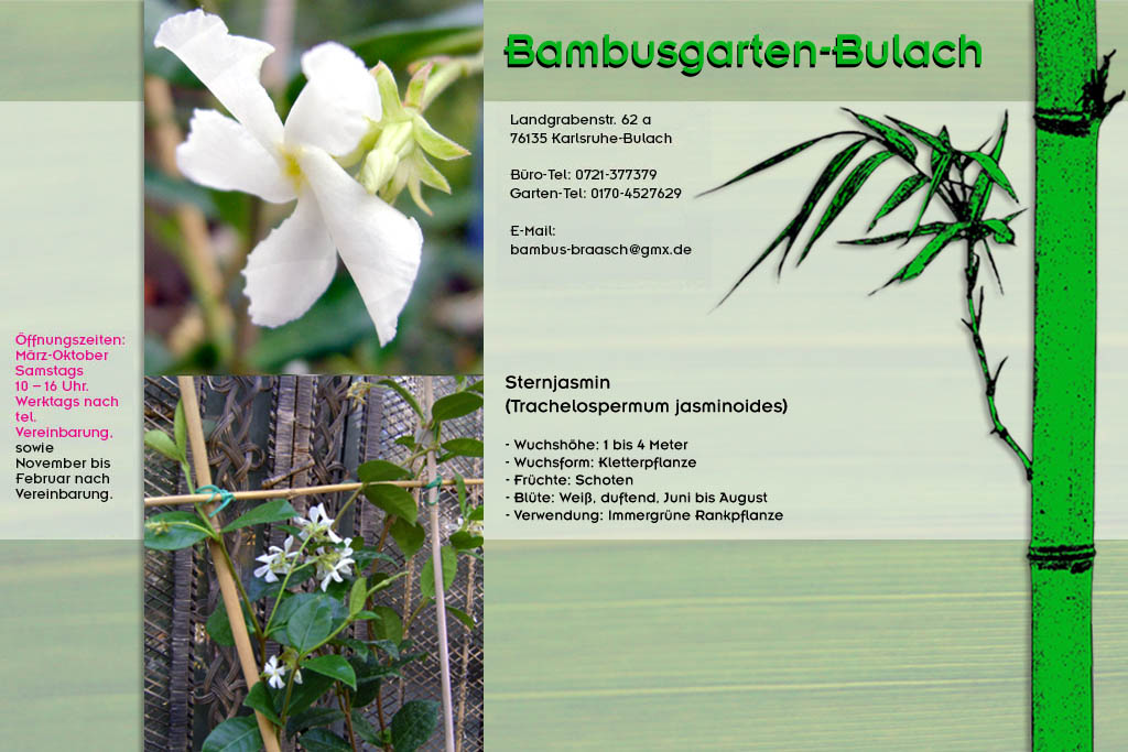 Trachtelospermum oder Sternjasmin im Bambusgarten-Bulach in Karlsruhe::: Bambus ::: Stefan Braasch, Landgrabenstr. 62, 76135 Karlsruhe Stadteil Bulach ::: Tel. 0170-4527629 