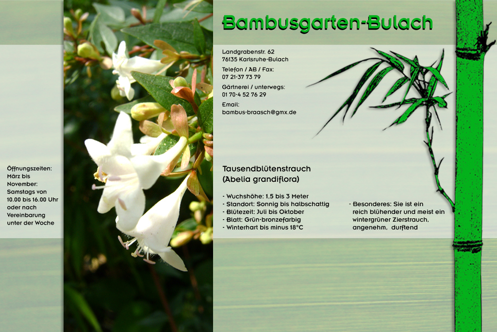 Tausendbl&uuml;tenstrauch ::: Abelia gradiflora im Bambusgarten-Bulach in Karlsruhe ::: Bambus ::: Stefan Braasch, Landgrabenstr. 62, 76135 Karlsruhe Stadteil Bulach ::: Tel. 0170-4527629
