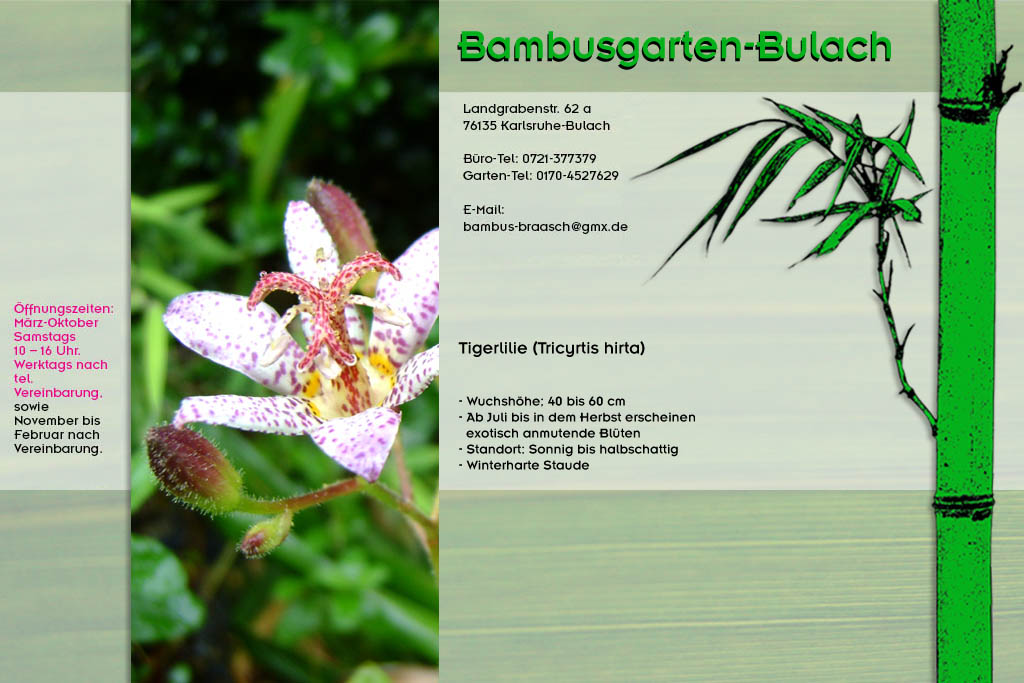 Kr&ouml;ten- oder Tigerlilie im Bambusgarten-Bulach in Karlsruhe ::: Bambus ::: Stefan Braasch, Landgrabenstr. 62, 76135 Karlsruhe Stadteil Bulach ::: Tel. 0170-4527629