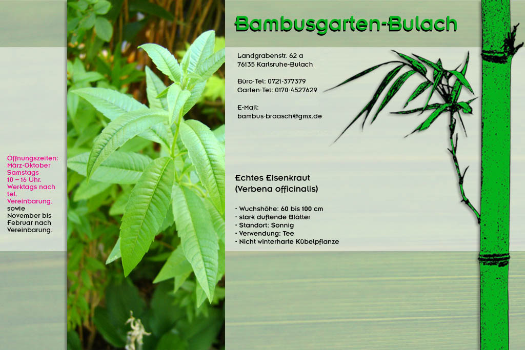 Verbene im Bambusgarten-Bulach in Karlsruhe::: Bambus ::: Stefan Braasch, Landgrabenstr. 62, 76135 Karlsruhe Stadteil Bulach ::: Tel. 0170-4527629 