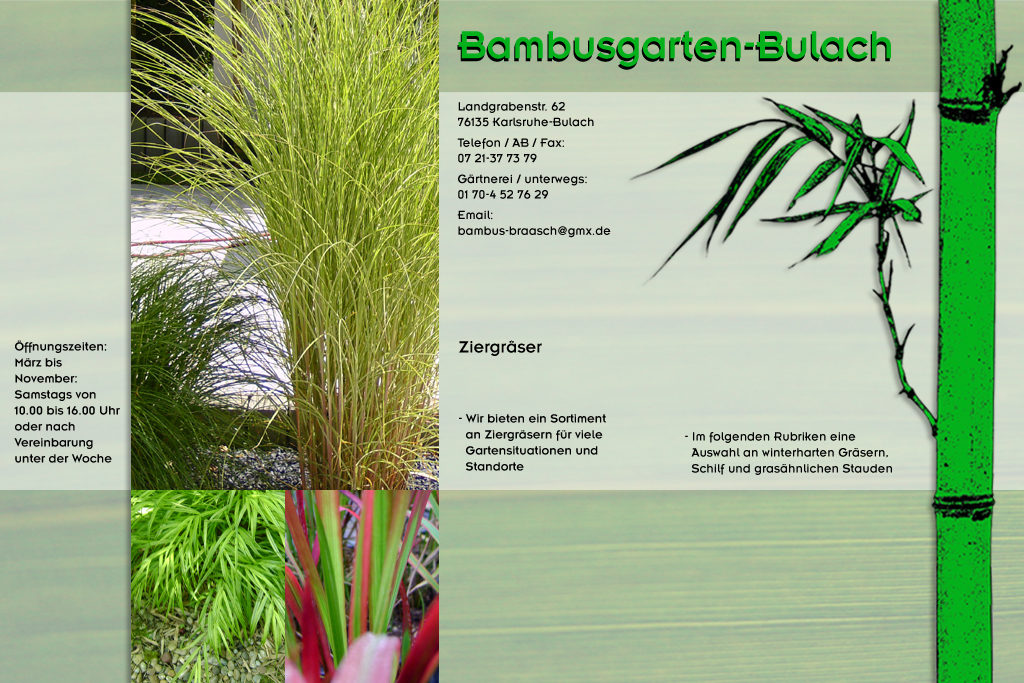 Ziergras im Bambusgarten-Bulach in Karlsruhe::: Bambus ::: Stefan Braasch, Landgrabenstr. 62, 76135 Karlsruhe Stadteil Bulach ::: Tel. 0170-4527629 